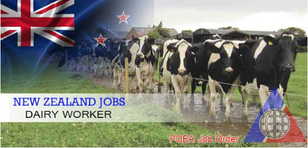 Dairy Farm Worker Jobs In New Zealand